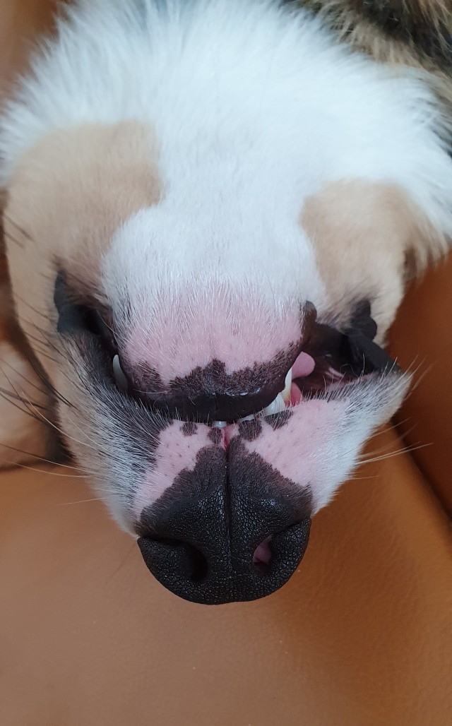 Нос