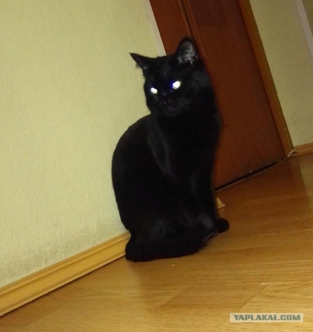 Рыжий кот