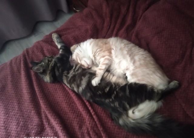 Кошка