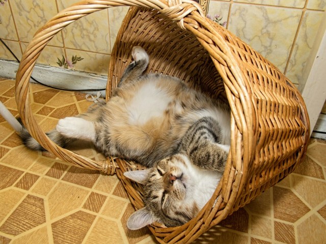 Инструкция. Как правильно заводить котов