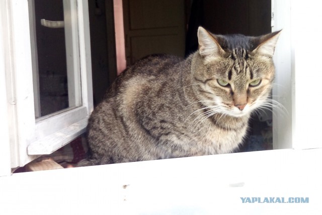 Ура! Котовторник.
