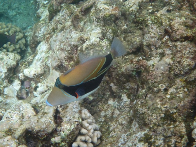 Деревенская Америка