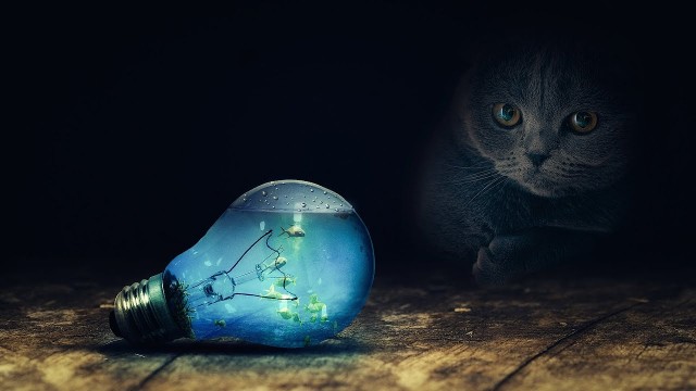 Котолампа. Кот и лампа - новый вариант старого мема