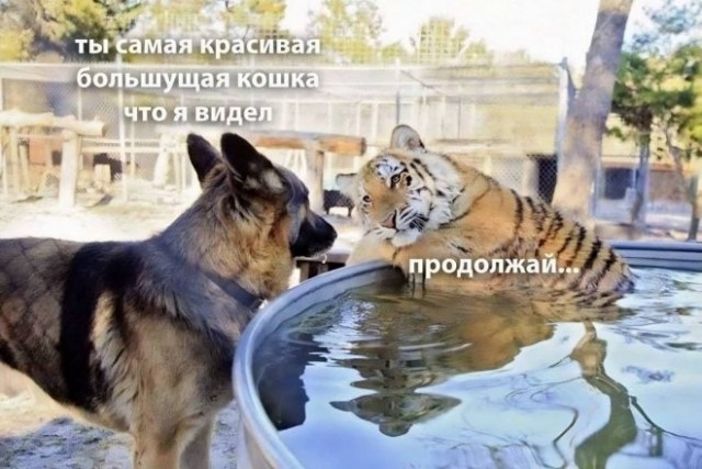 Немного картинок для настроения - 127