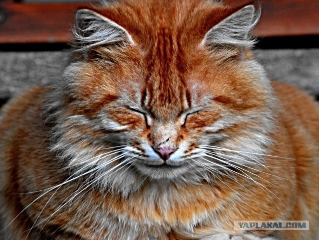 Котовторник 09.04.2013