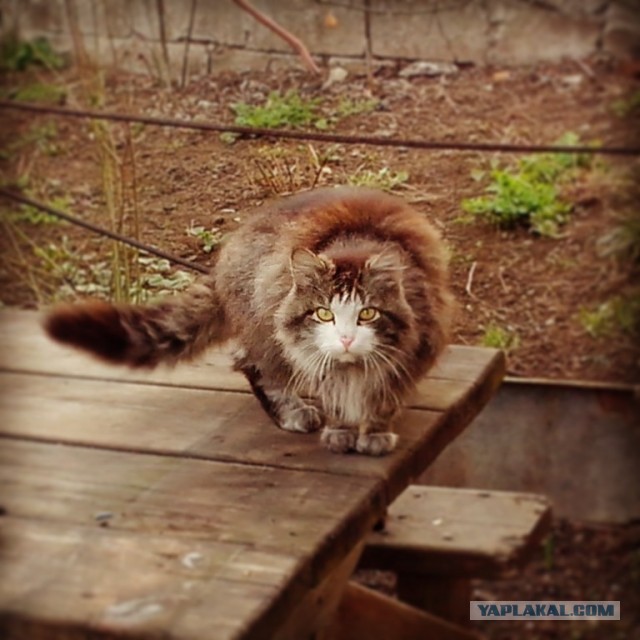 Котовторник 16.04.2013