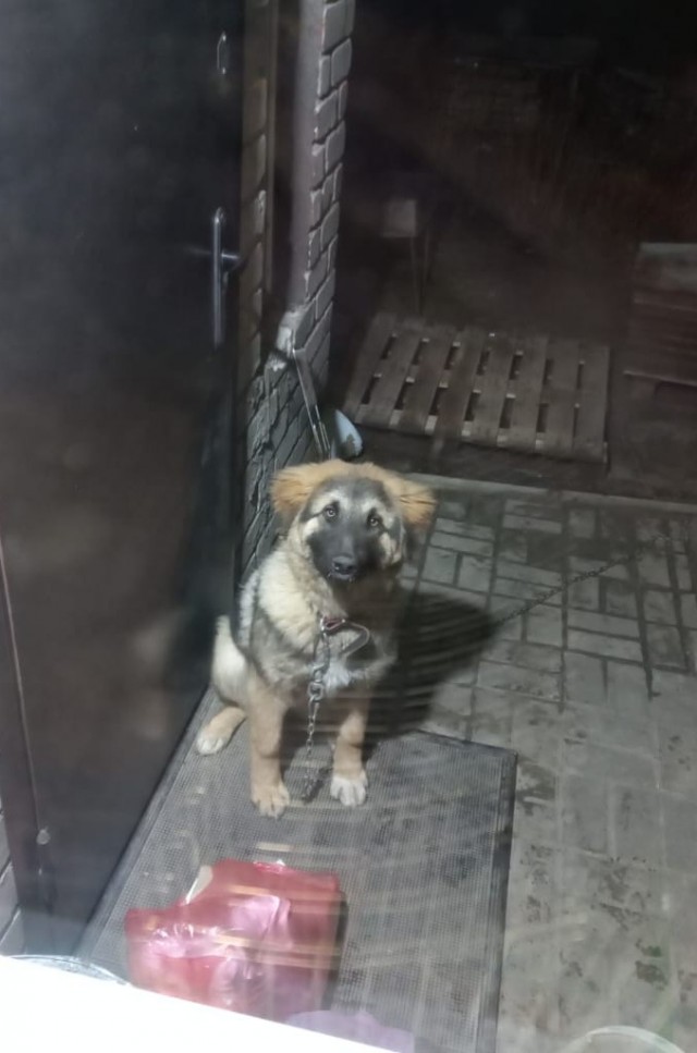 Собакочетверг