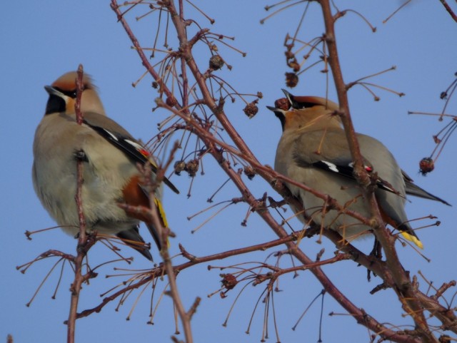 Свиристели, свиристели... пообедать прилетели!