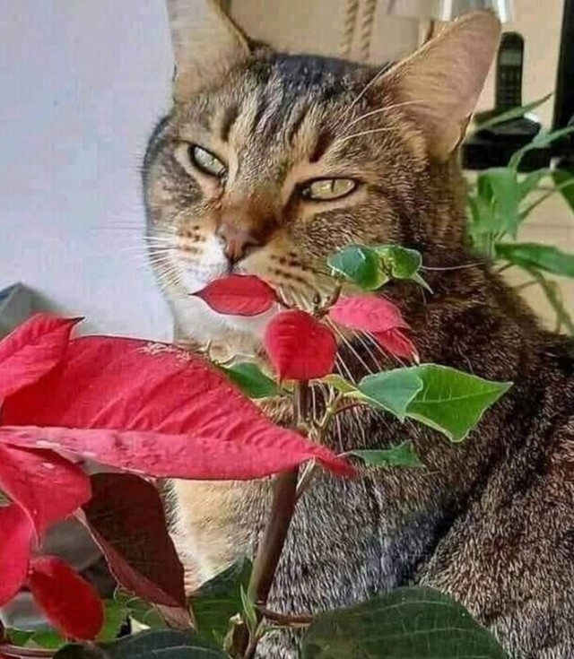 Это не косплей, а одежда на каждый день