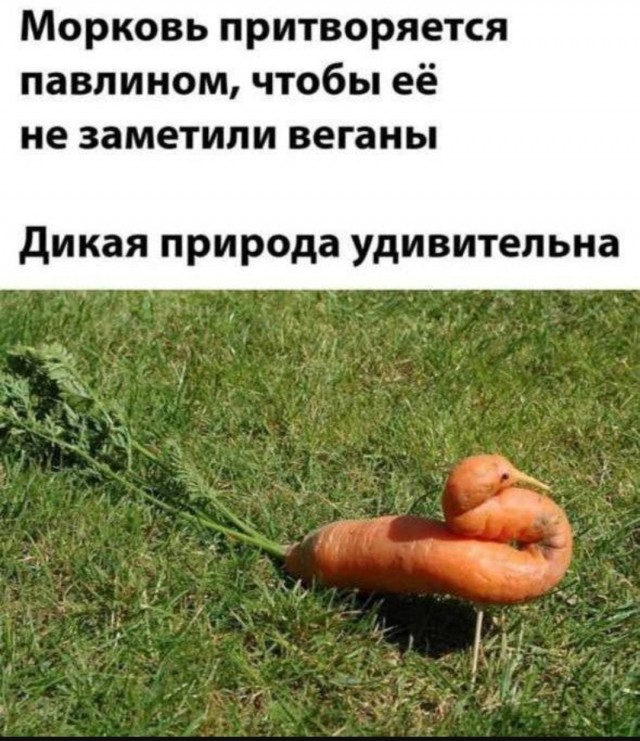 Веселые картинки в пятницу (30.05)