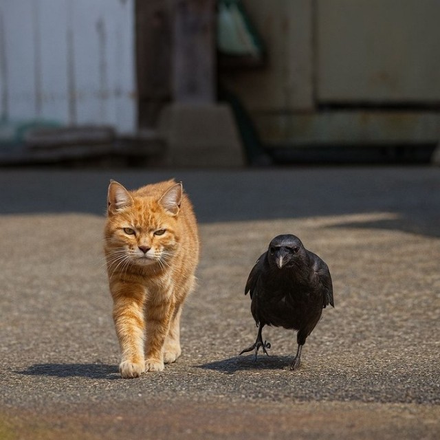 Опасная парочка