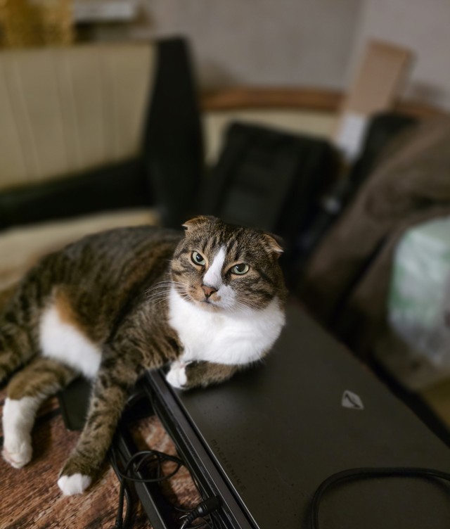 Пора кота