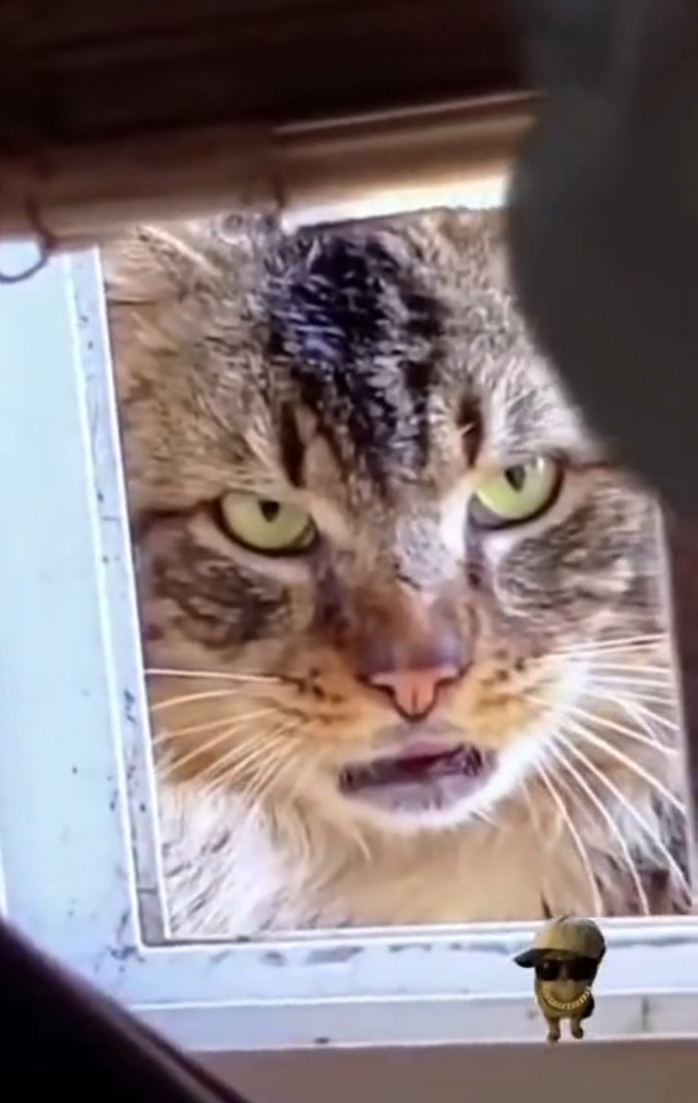 Гангста коты