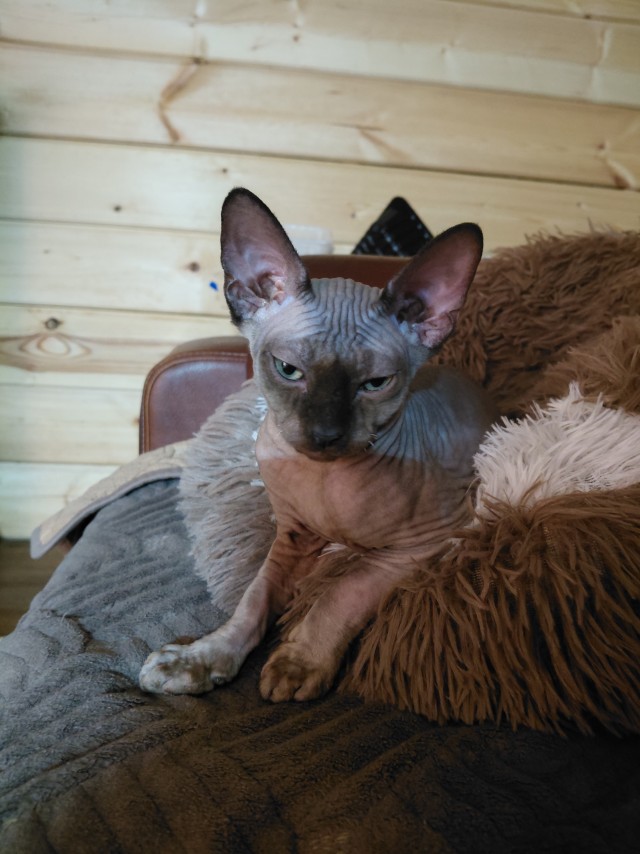К котовторнику делюсь