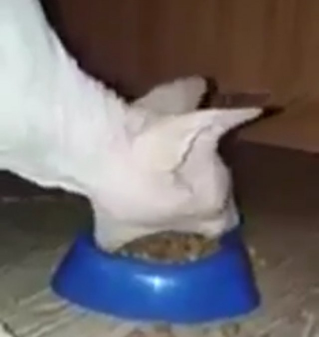 Экскаватор котопиллар