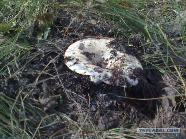 Выбрались за грибами.