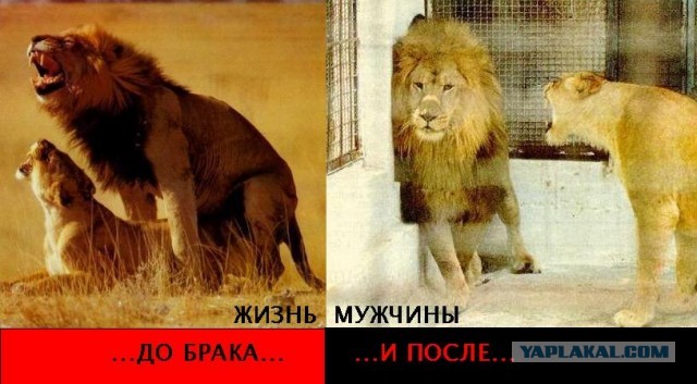 Глупости во имя наших женщин