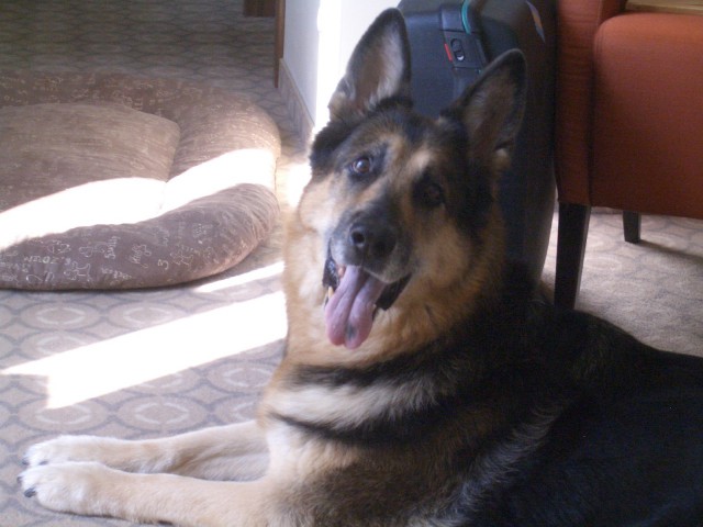 Собакочетверг на 02.01.2014