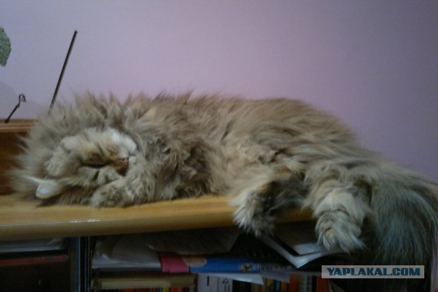 Котовторник  28.01.14