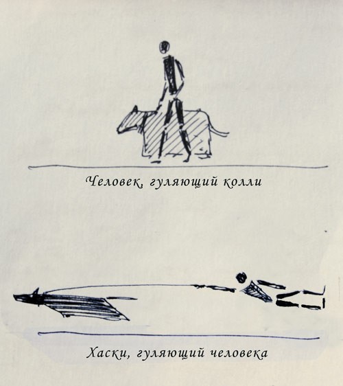 Как различаются утренние выгулы собак