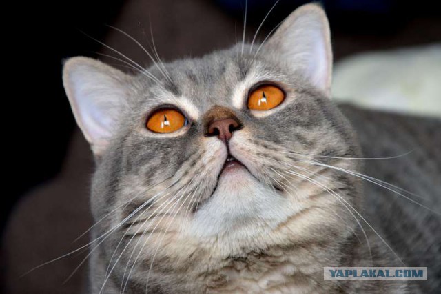А у нас сегодня кошка родила вчера котят