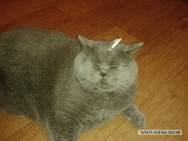Котовторник 17.06.2014