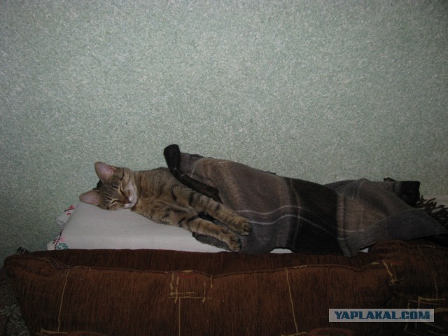 Котовторник 05.08.2014