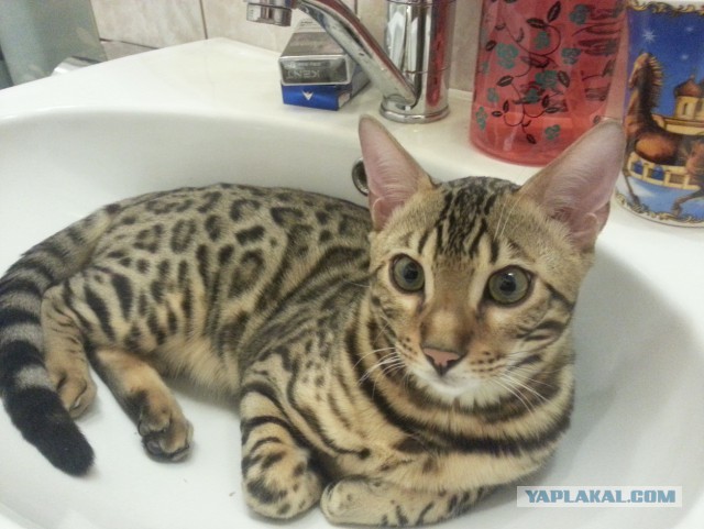 Котовторник 25.11.2014