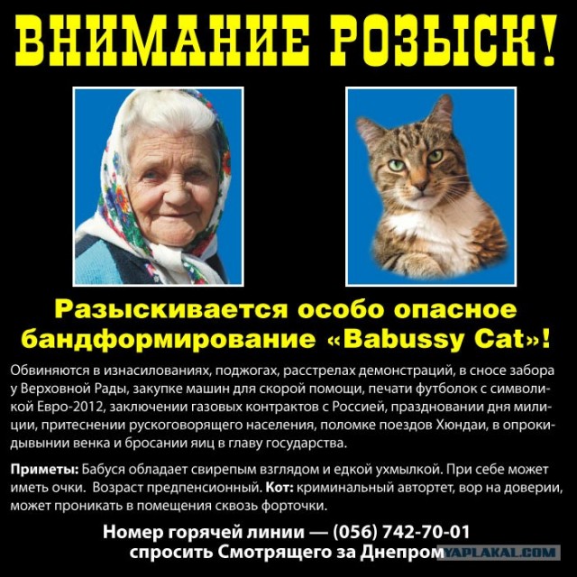 Предвыборный юмор по-украински (коте одобряет)