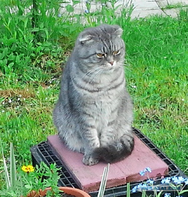 Котовторник