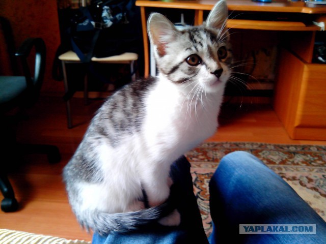 Котовторник  21.07.2015