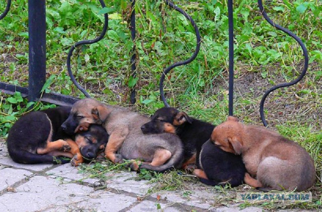 Позитива пост. Собакены и Котены.