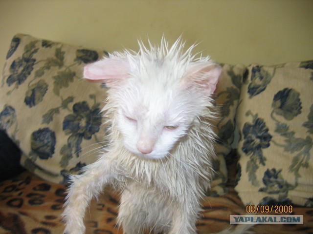 15 фоток животных во время помывки.