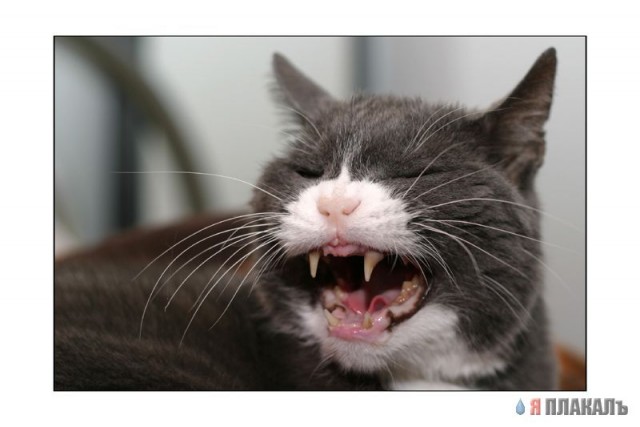 Коты, кошки, котята
