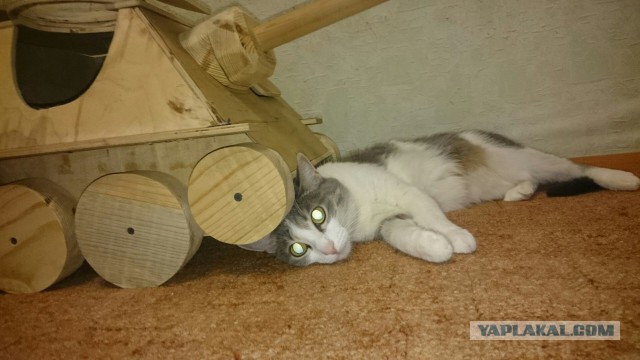 Ваши фотки котов на телефон