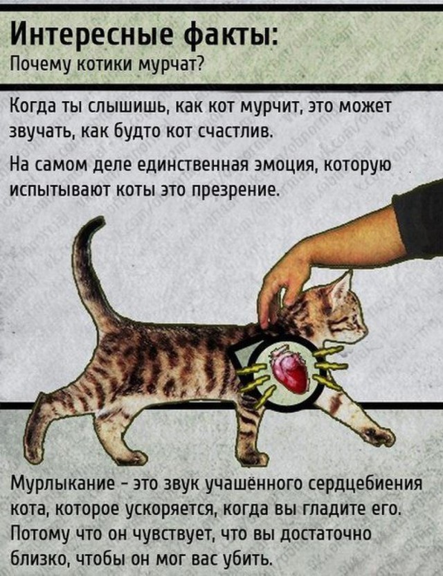 Самая настоящая правда про кошек!