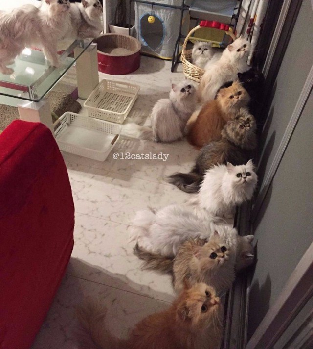 Коты из сети