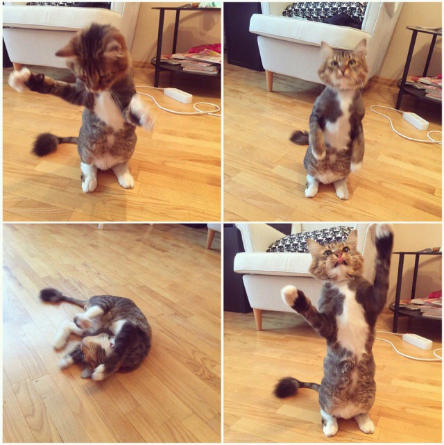 Коты и Кошки