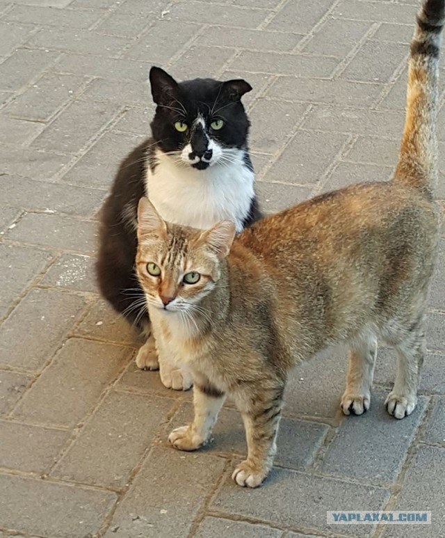 Котовторник 27.06.2017