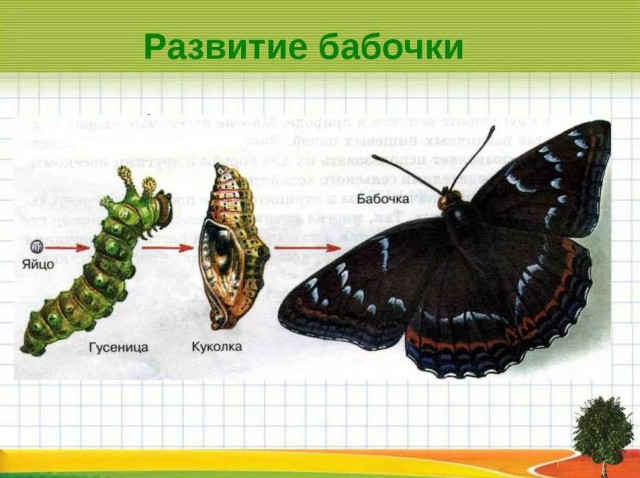 Мужчина выпивал литр пива каждый день в течение месяца.