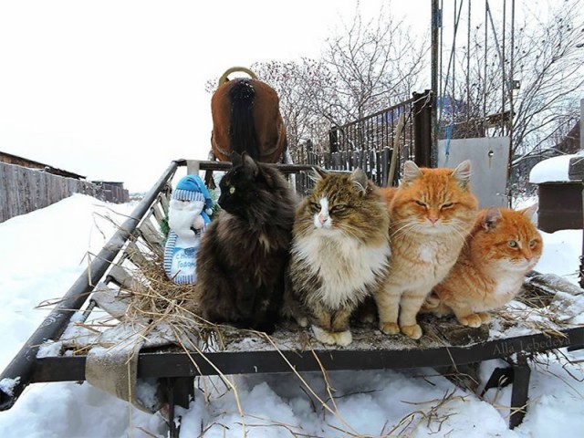Коты и Кошки