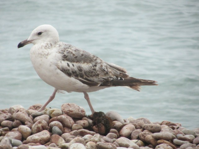 Просто Природа