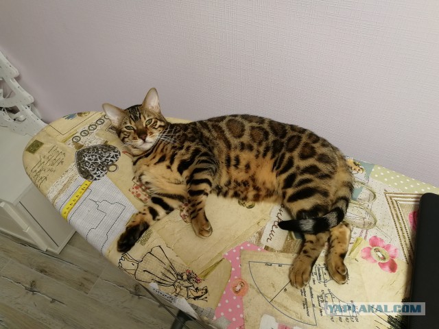 Котовторник 9.01.2018