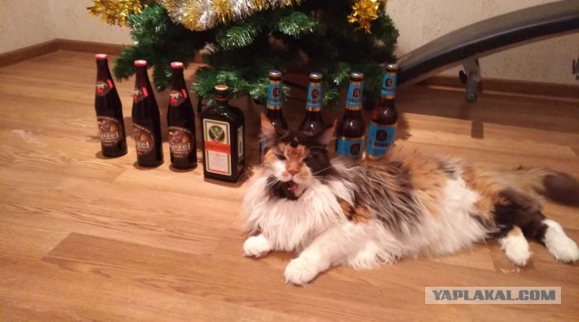 Котовторник 9.01.2018