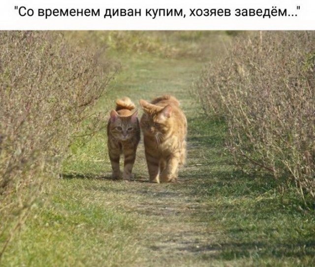 Кот без прикрас
