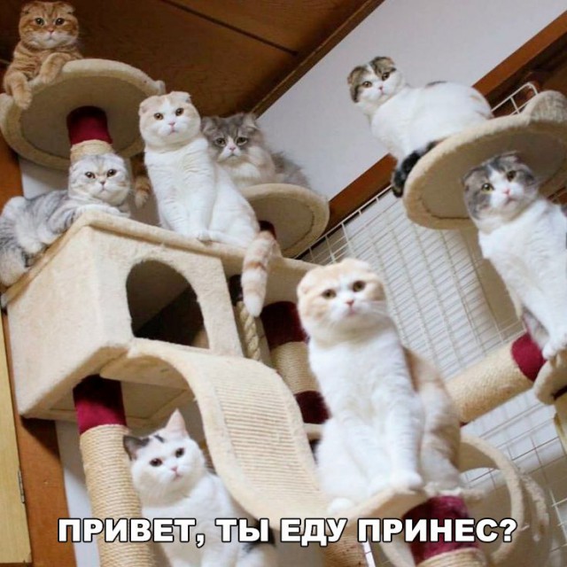 Неадекватные коты