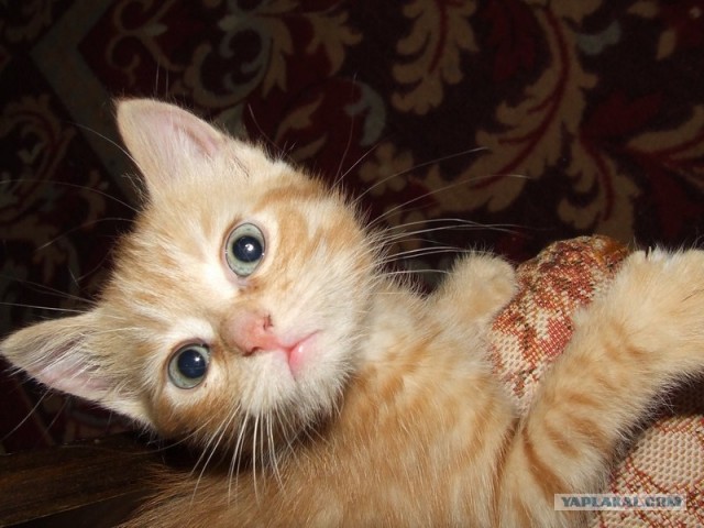 Котовторник, 19 октября