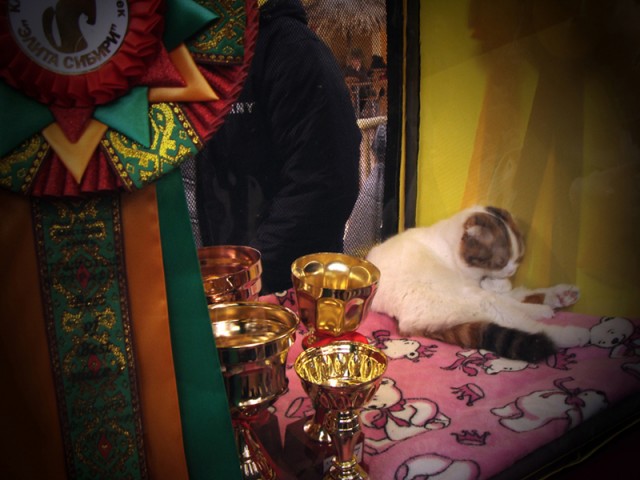 Коты, кошки и котята