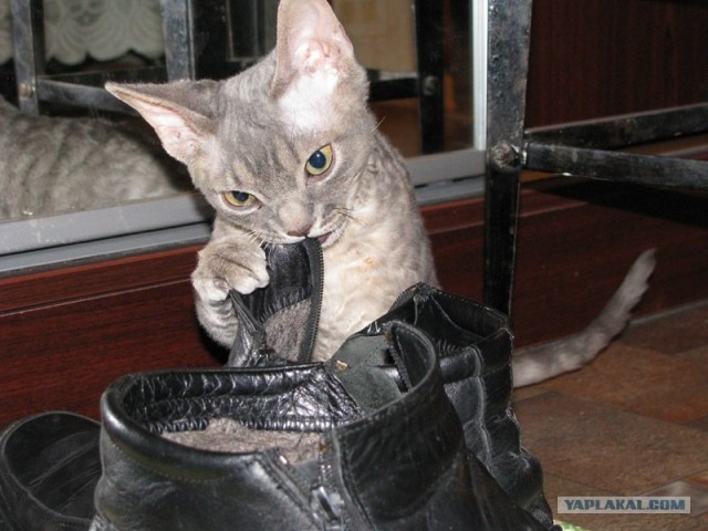 Котейкин вторник! Космический 12.04!