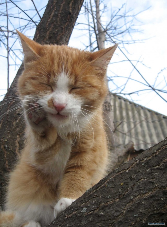 Котовторник с Максом